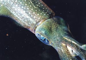 Squid at night eating a convict tang.  taken at Piti Chan... by Robert L. Gallo 